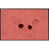 Lote: ZG0138