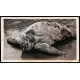 Lote: ZF0107