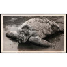Lote: ZF0107