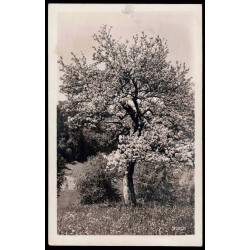 Lote: ZE0132